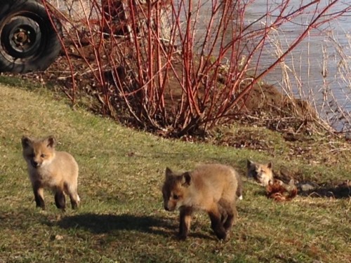Fox kits in May